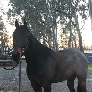 Meet your Posher, Mackenzie